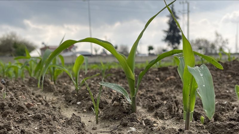 Çukurova’da mısır yerine daha az su tüketen ürünlerin ekilmesi önerisi