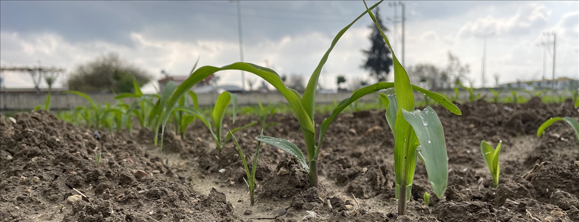 Çukurova’da mısır yerine daha az su tüketen ürünlerin ekilmesi önerisi